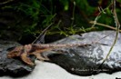 Loricaria high dorsal fin — 10-13